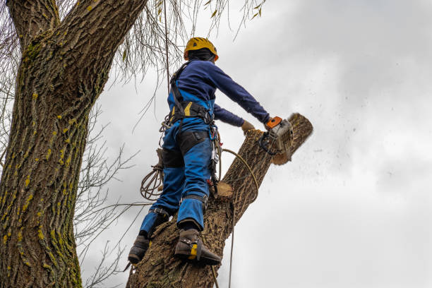 How Our Tree Care Process Works  in Union City, OH