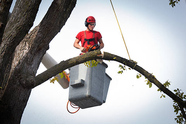 Best Commercial Tree Services  in Union City, OH