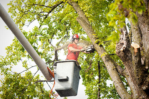 Professional Tree Services in Union City, OH